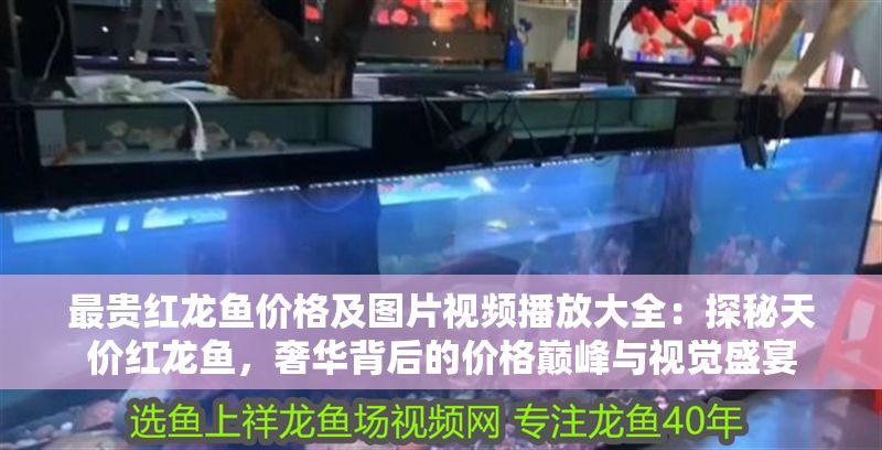 最貴紅龍魚價格及圖片視頻播放大全：探秘天價紅龍魚，奢華背后的價格巔峰與視覺盛宴