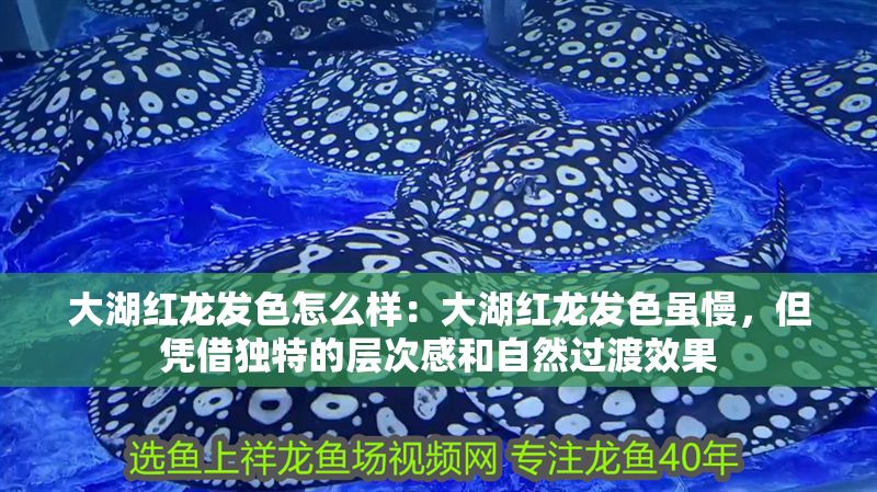 大湖紅龍發(fā)色怎么樣：大湖紅龍發(fā)色雖慢，但憑借獨(dú)特的層次感和自然過渡效果