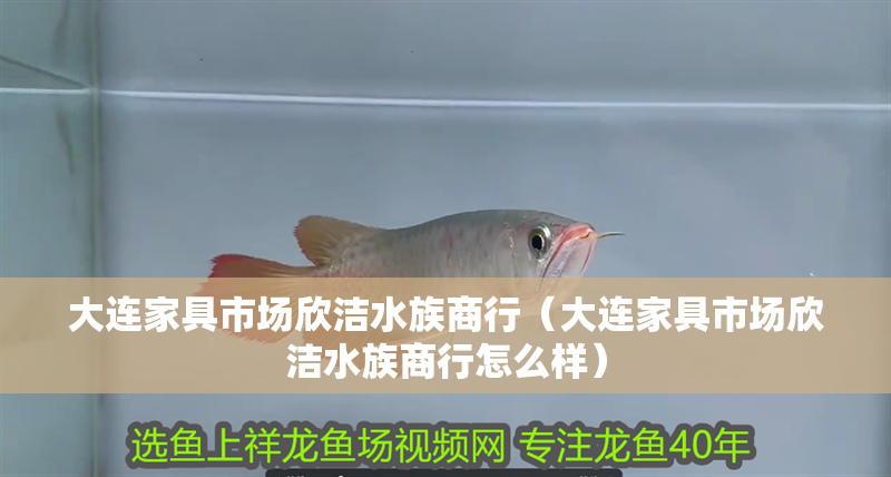 大連家具市場欣潔水族商行（大連家具市場欣潔水族商行怎么樣） 大連家具市場欣潔水族商行（大連家具市場欣潔水族商行怎么樣） 全國水族館企業(yè)名錄 第2張