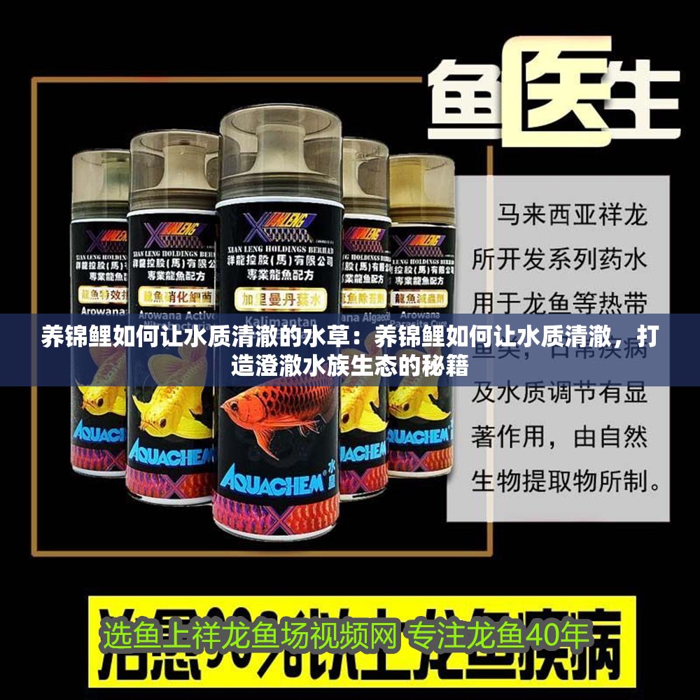 養錦鯉如何讓水質清澈的水草：養錦鯉如何讓水質清澈，打造澄澈水族生態的秘籍
