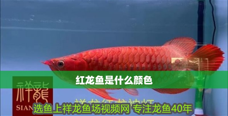 紅龍魚是什么顏色