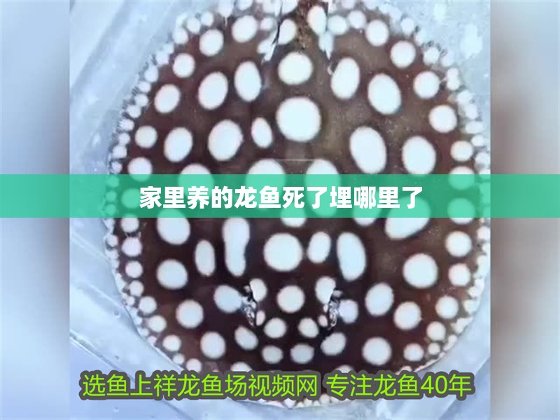 家里養(yǎng)的龍魚死了埋哪里了