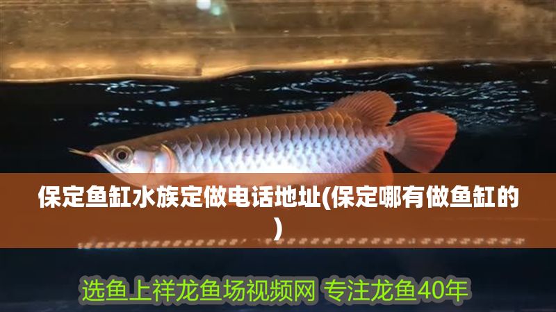 保定魚缸水族定做電話地址(保定哪有做魚缸的) 保定魚缸水族定做電話地址(保定哪有做魚缸的) 元寶鳳凰魚百科 第1張