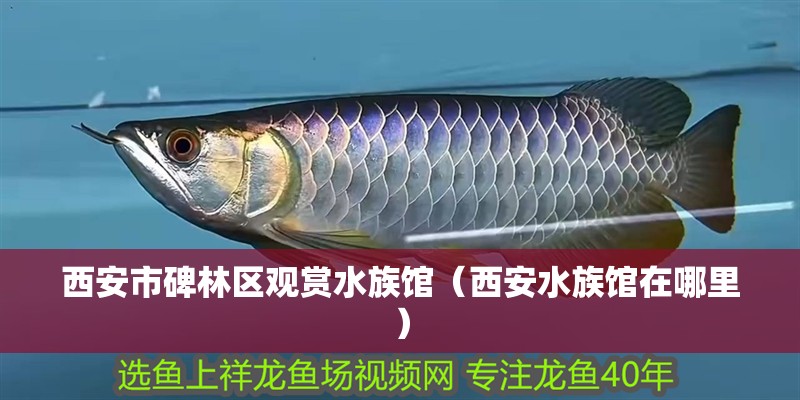 西安市碑林區(qū)觀賞水族館（西安水族館在哪里） 西安市碑林區(qū)觀賞水族館（西安水族館在哪里） 全國水族館企業(yè)名錄 第2張
