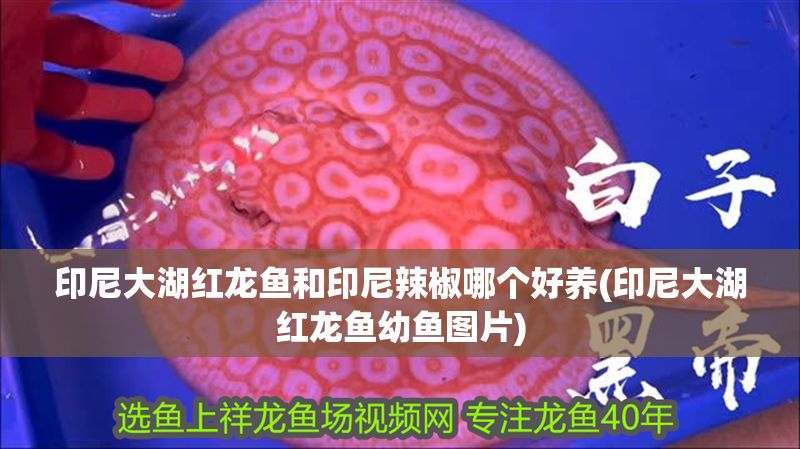 印尼大湖紅龍魚和印尼辣椒哪個好養(印尼大湖紅龍魚幼魚圖片)