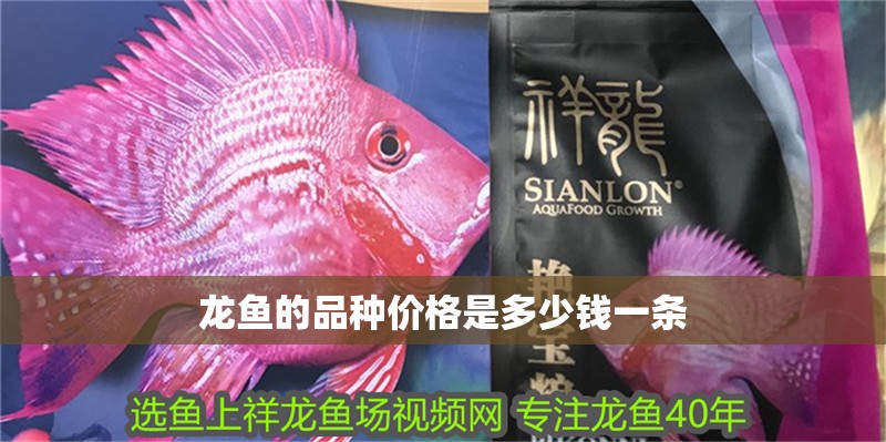 龍魚(yú)的品種價(jià)格是多少錢(qián)一條