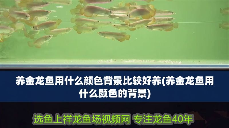 養金龍魚用什么顏色背景比較好養(養金龍魚用什么顏色的背景)