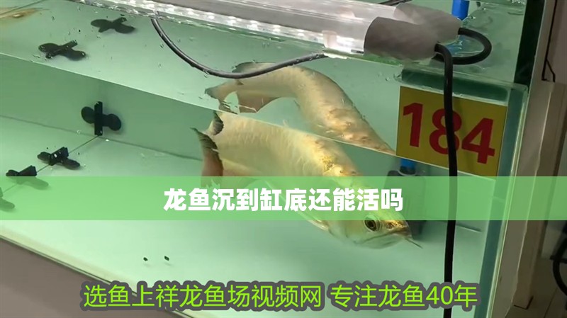 龍魚沉到缸底還能活嗎