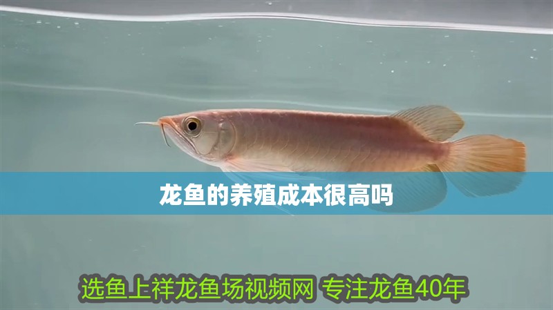 龍魚的養殖成本很高嗎