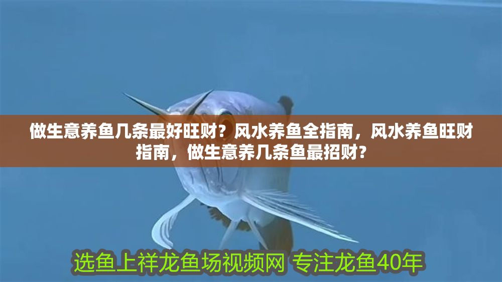 做生意養(yǎng)魚幾條最好旺財？風水養(yǎng)魚全指南，風水養(yǎng)魚旺財指南，做生意養(yǎng)幾條魚最招財？