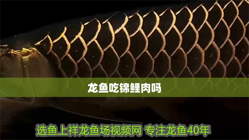 龍魚吃錦鯉肉嗎