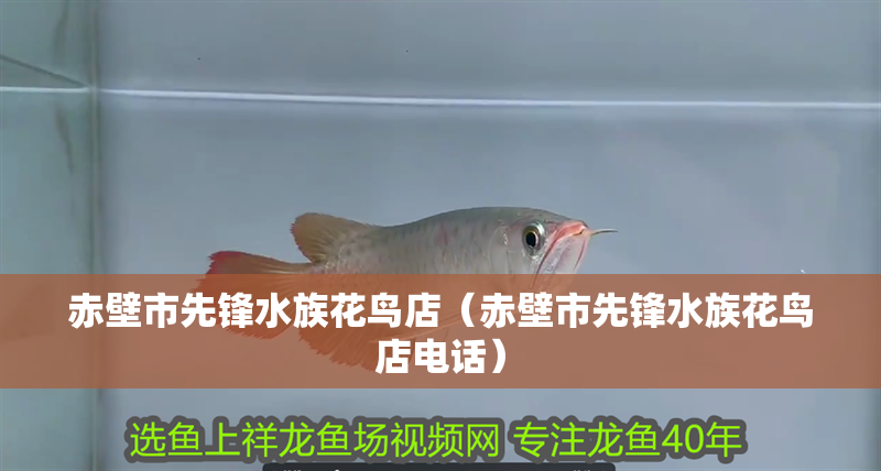赤壁市先鋒水族花鳥店（赤壁市先鋒水族花鳥店電話）