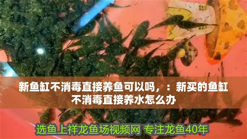 新魚缸不消毒直接養(yǎng)魚可以嗎，：新買的魚缸不消毒直接養(yǎng)水怎么辦