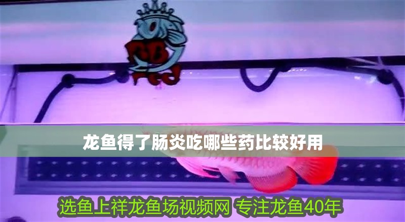 龍魚得了腸炎吃哪些藥比較好用