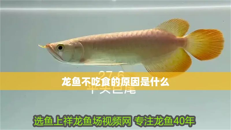 龍魚不吃食的原因是什么