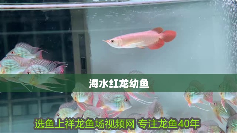 海水紅龍幼魚