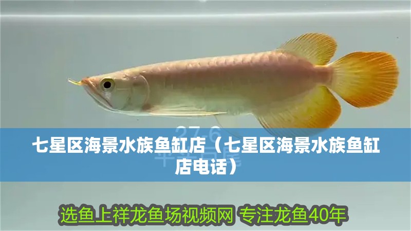 七星區(qū)海景水族魚缸店（七星區(qū)海景水族魚缸店電話）