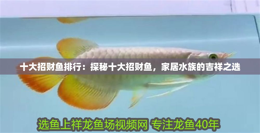十大招財魚排行：探秘十大招財魚，家居水族的吉祥之選