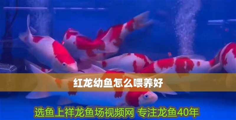 紅龍幼魚怎么喂養(yǎng)好