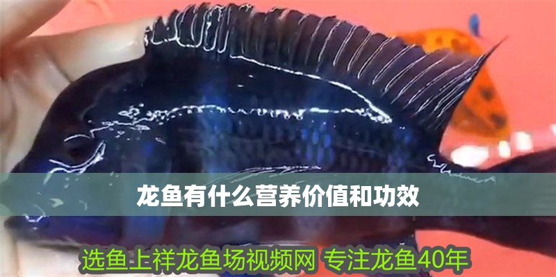 龍魚有什么營養價值和功效