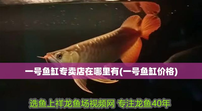 一號魚缸專賣店在哪里有(一號魚缸價(jià)格)