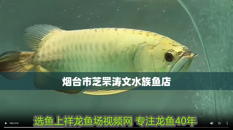 煙臺市芝罘濤文水族魚店