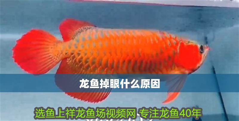 龍魚(yú)掉眼什么原因