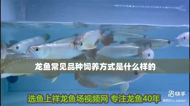 龍魚常見品種飼養(yǎng)方式是什么樣的