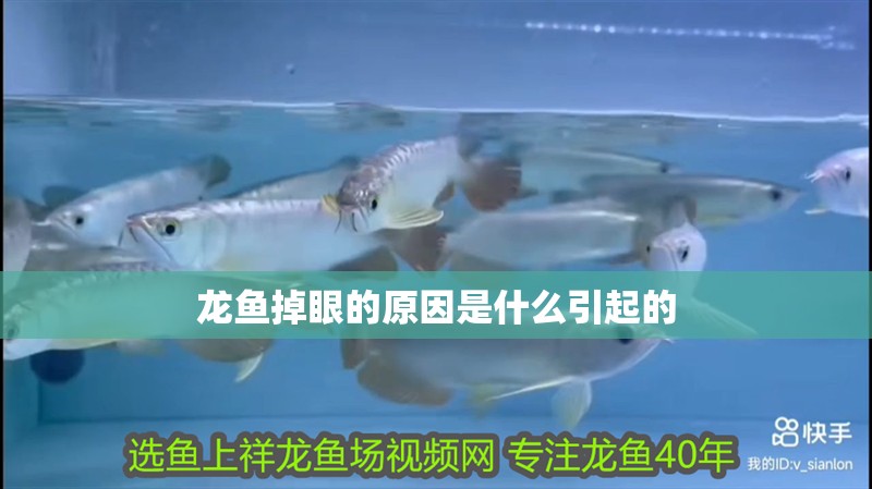 龍魚掉眼的原因是什么引起的