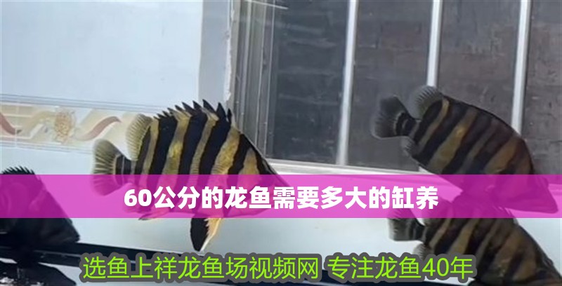60公分的龍魚需要多大的缸養