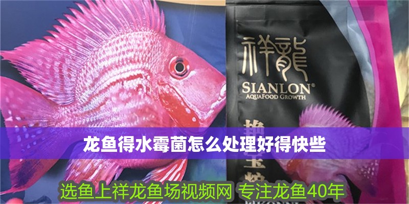 龍魚得水霉菌怎么處理好得快些
