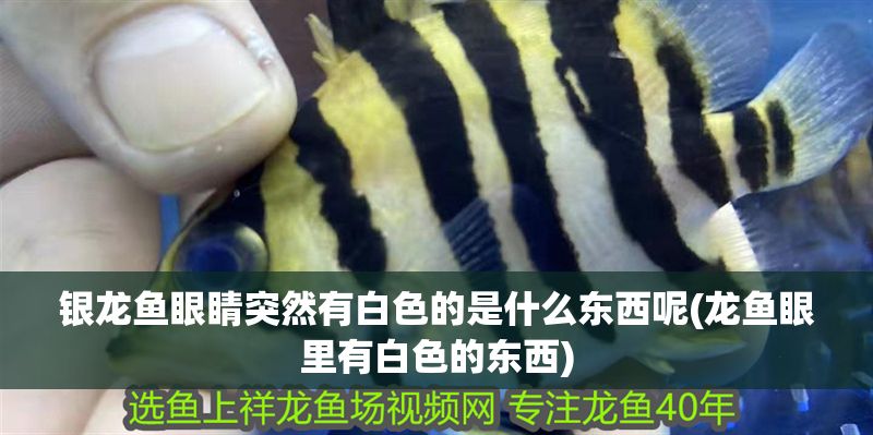 銀龍魚眼睛突然有白色的是什么東西呢(龍魚眼里有白色的東西) 銀龍魚百科 第1張 銀龍魚眼睛突然有白色的是什么東西呢(龍魚眼里有白色的東西) 銀龍魚眼睛突然有白色的是什么東西呢(龍魚眼里有白色的東西) 銀龍魚百科 第1張