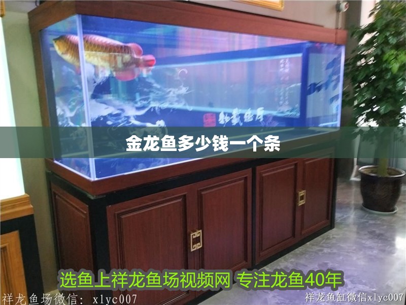 金龍魚多少錢一個條 龍魚百科 第2張 金龍魚多少錢一個條 金龍魚多少錢一個條 龍魚百科 第2張