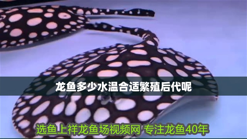 龍魚多少水溫合適繁殖后代呢