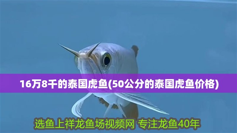 16萬8千的泰國虎魚(50公分的泰國虎魚價格)