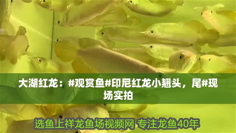 大湖紅龍：#觀賞魚#印尼紅龍小翹頭，尾#現場實拍