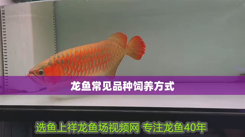 龍魚常見品種飼養(yǎng)方式