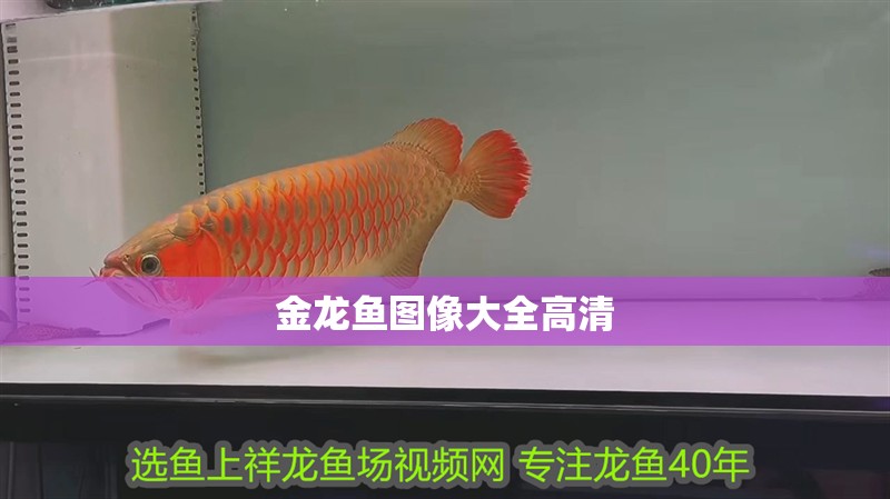 金龍魚圖像大全高清 龍魚百科 第2張 金龍魚圖像大全高清 金龍魚圖像大全高清 龍魚百科 第2張
