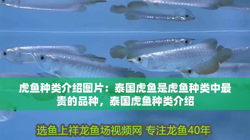 虎魚種類介紹圖片：泰國虎魚是虎魚種類中最貴的品種，泰國虎魚種類介紹 虎魚種類介紹圖片：泰國虎魚是虎魚種類中最貴的品種，泰國虎魚種類介紹 虎魚百科 第2張