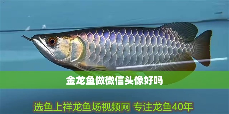 金龍魚做微信頭像好嗎
