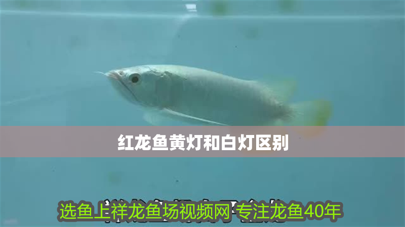 紅龍魚黃燈和白燈區(qū)別