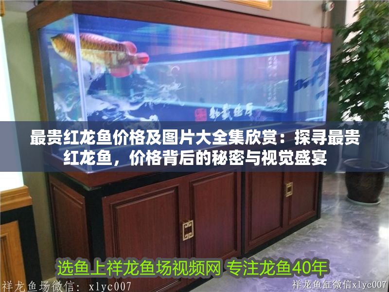 最貴紅龍魚價格及圖片大全集欣賞：探尋最貴紅龍魚，價格背后的秘密與視覺盛宴