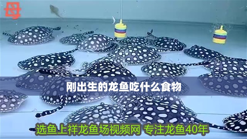 剛出生的龍魚吃什么食物 剛出生的龍魚吃什么食物 龍魚百科 第2張