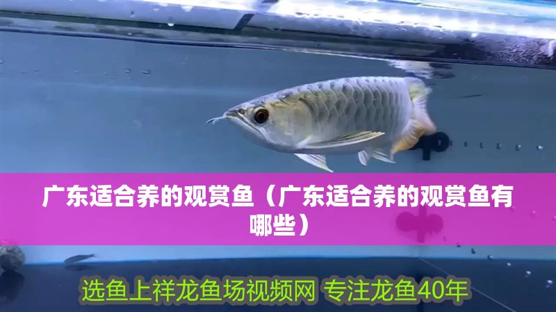 廣東適合養的觀賞魚（廣東適合養的觀賞魚有哪些）