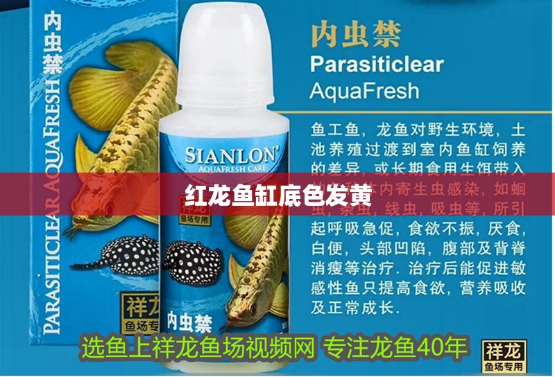 紅龍魚缸底色發黃