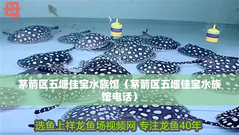 茅箭區(qū)五堰佳寶水族館（茅箭區(qū)五堰佳寶水族館電話） 茅箭區(qū)五堰佳寶水族館（茅箭區(qū)五堰佳寶水族館電話） 全國水族館企業(yè)名錄 第2張