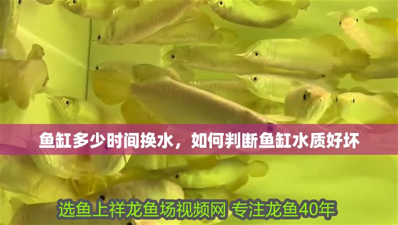 魚缸多少時間換水，如何判斷魚缸水質好壞