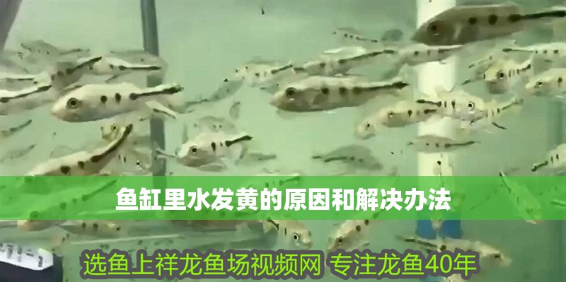 魚缸里水發(fā)黃的原因和解決辦法