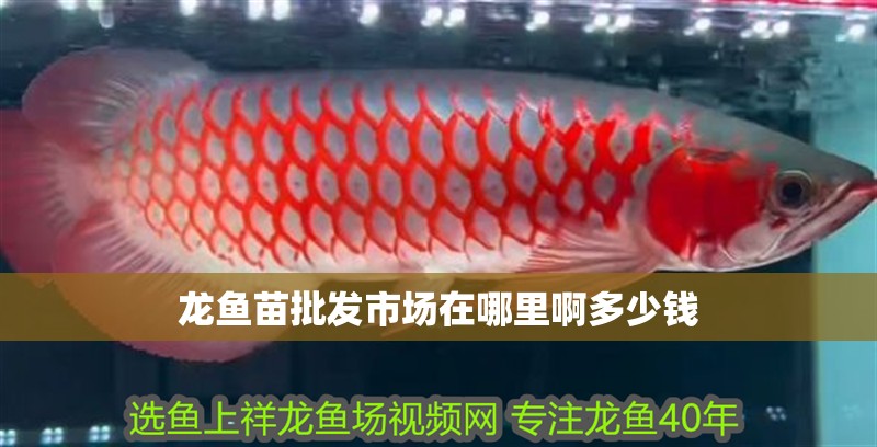 龍魚苗批發(fā)市場在哪里啊多少錢