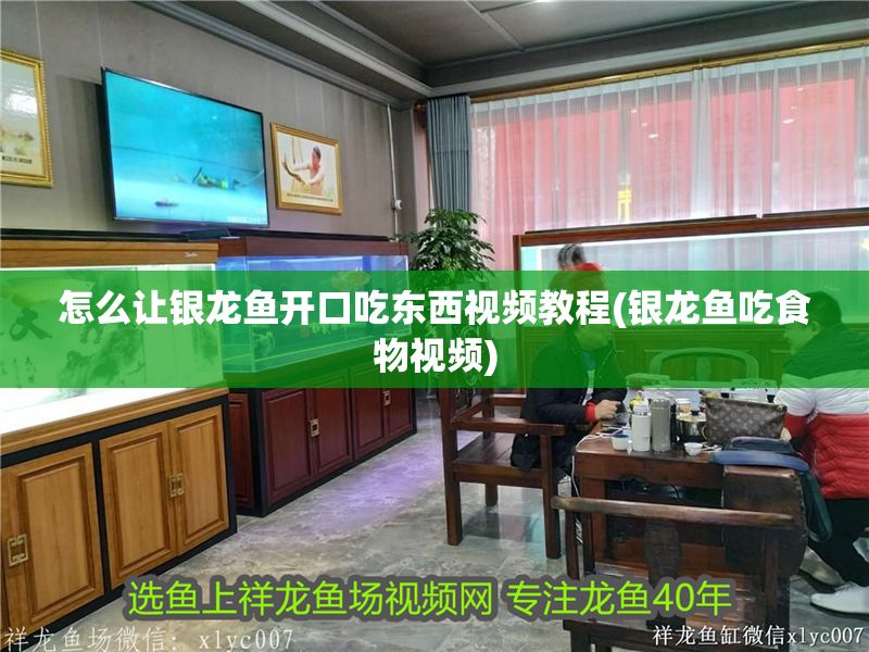 怎么讓銀龍魚開口吃東西視頻教程(銀龍魚吃食物視頻) 怎么讓銀龍魚開口吃東西視頻教程(銀龍魚吃食物視頻) 銀龍魚百科 第1張